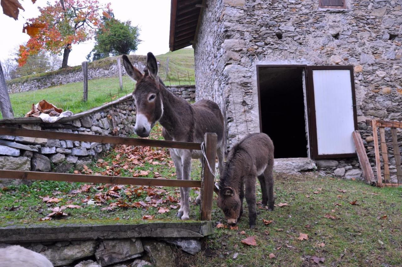 Agriturismo Barcola Grandola ed Uniti ภายนอก รูปภาพ